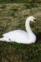 Swan