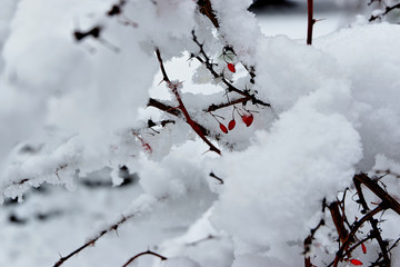 Barberry under the snow