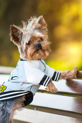 Yorkshire Terrier in a jacket is standing on a bench in the park 