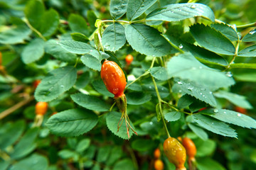 Growing rose hips