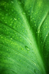 Wet green leaf close-up