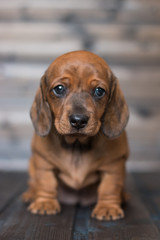 puppy dachshund girl redhead