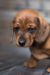 puppy dachshund girl redhead