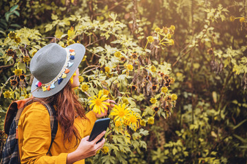 A girl with a backpack is using the phone to take selfie a picture of the Bua Tong flower yellow. "Mexican sunflower"