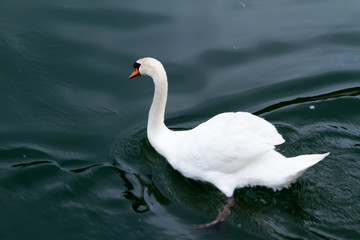swan swimming in lake