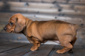 puppy dachshund girl redhead