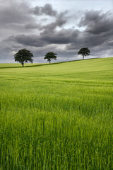 Dark clouds over rolling field of green wheat crop with three trees on Highway B6460 near Duns Scottish Borders Scotland UK