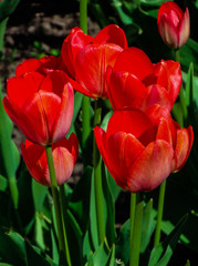 Red tulips with sunlight