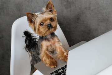 Dog at computer laptop yorkshire terrier 