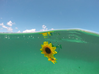 Sunflower floating in the green and transparent sea of ​​the beach of 