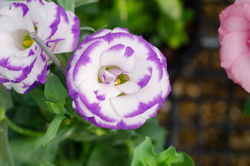 lisianthus or prairie gentian (Eustoma) flower in the garden