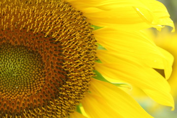 beautiful flower, sunflower blossom blooming in nature