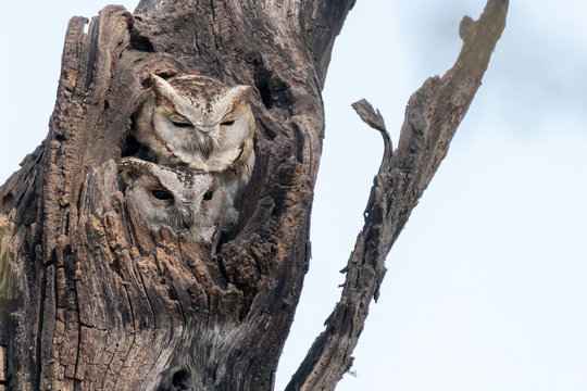 Indian Scops Owl