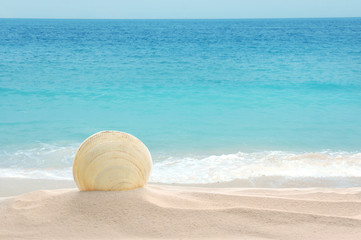 Fototapeta na wymiar Beautiful view of sand beach and seashell on sunny day