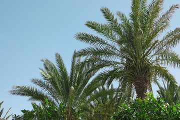 Beautiful palms with green leaves on sunny day
