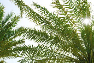 Palms with lush green foliage on sunny day, below view