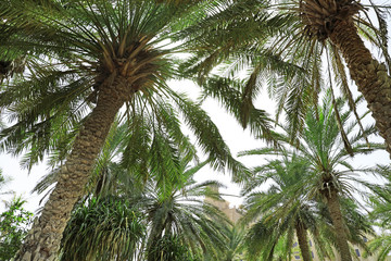 Fototapeta na wymiar Beautiful palms and distant view of resort on background