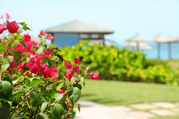 Fototapeta na wymiar Beautiful blooming bush at tropical resort on sunny day. Space for text