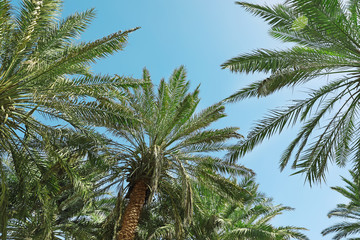 Beautiful palms with green leaves on sunny day