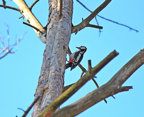 woodpecker looking for food
