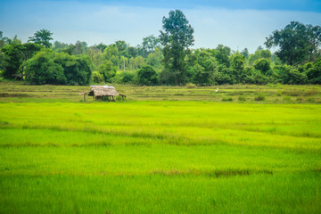 Fototapeta premium A peaceful cottage on rice farm with green background. Tranquilly green rice field and farmer hut background.