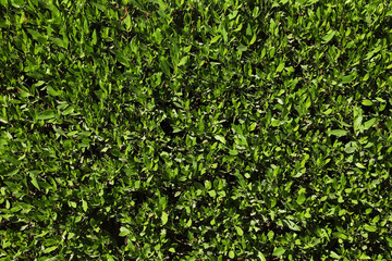 Fototapeta na wymiar Beautiful bushes with green leaves outdoors on sunny day, closeup