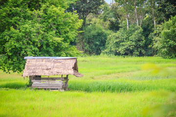 A peaceful cottage on rice farm with green background. Tranquilly green rice field and farmer hut...