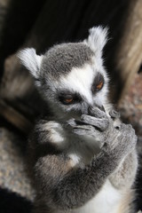 A curious lemur