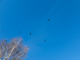 Black birds in the blue sky. Flight of birds in the sky. Birds above the trees