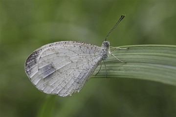 butterfly on a leaf