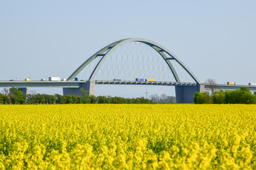 Fehmarn Belt Brücke hinter Rapsfeld mit LKW