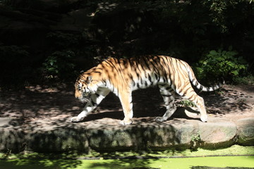 tiger