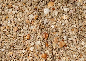 Close up of shell beach in Costa Rica