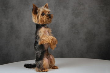 Yorkshire Terrier Dog Training