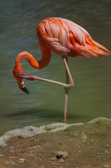 flamingo