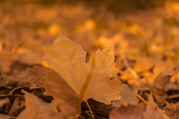 Autumn, fallen leaves 