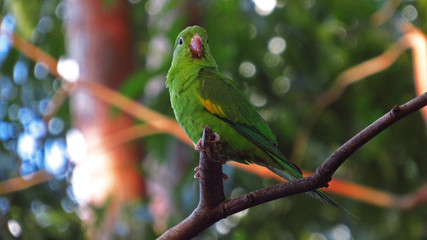 Bird on a branch