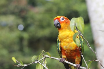 colorful parrot on a branch