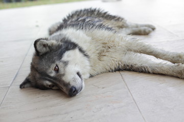 Obraz na płótnie Canvas wet siberian husky dog cute pet