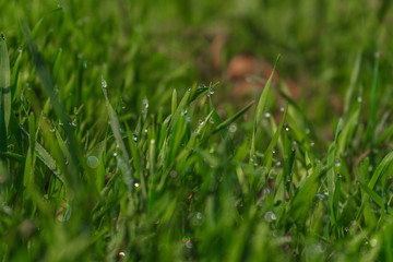 Dew on the grass, drops of water on the grass