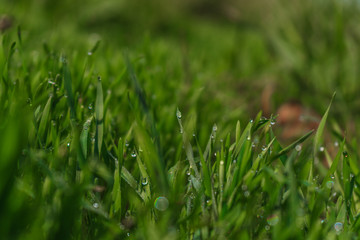 Dew on the grass, drops of water on the grass