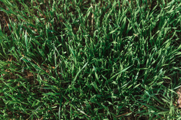 Dew on the grass, drops of water on the grass
