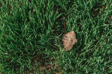 Dew on the grass, drops of water on the grass