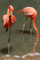 group of flamingos
