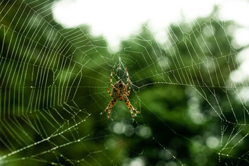 Spider on a Web