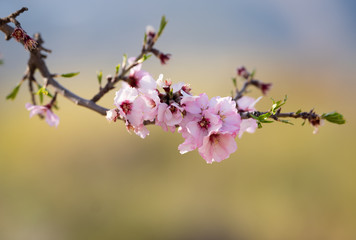 Obraz premium Almond blossom in spring. Beautiful pink flowers