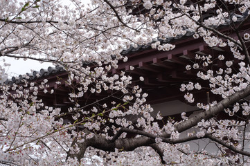 桜の花と瓦屋根