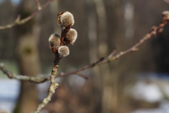 Espe, Aspe oder Zitterpappel (Populus tremula)