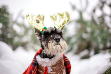 Dog breed Miniature Schnauzer in the winter forest