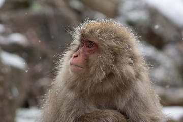 Snow Monkey in hot pool Japanese Macaque, Jigokudani Monkey Park, Snow monkey